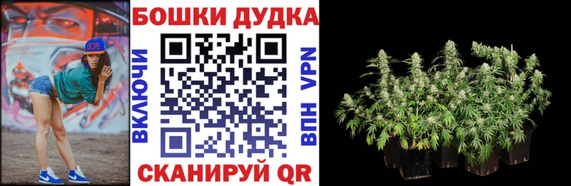 Шишки марихуана конопля  Канаш 